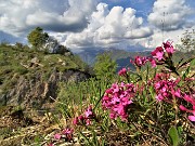 39 Daphne cneorum (Cneoro-dafne odorosa) con vista in Alben ricoperto da nuvole